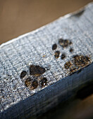 Paw prints of border terrier on timber beam