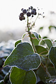 Winterbeeren und Blätter einer Pflanze