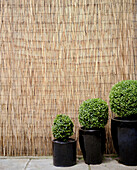 Japanische Gartenpflanzen und Bambuszaun