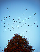 Vogelschwarm umkreist Herbstbaum