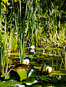 Water lilies on Yorkshire pond