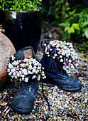 Flowers growing in old boots Yorkshire