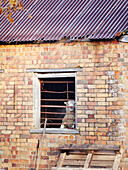 Schaf blickt durch das vergitterte Fenster eines Bauernhauses aus Backstein mit Wellblechdach