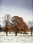 Tree stands in winter landscape with frost