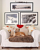 Hund auf Zweisitzer-Sofa unter schwarz-weißem Fotokunstwerk