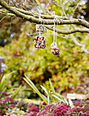 Dried fruits hang from trees in Essex garden England UK