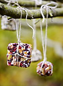 Getrocknete Früchte hängen an Bäumen in einem Garten in Essex England UK