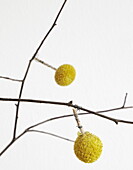 Yellow balls wired to twig arrangement in Bussum home, Netherlands