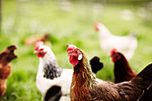 Chickens in profile in rural Derbyshire farmland England UK