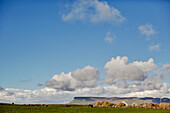 Rinder grasen auf einem Feld unter einem weiten Küstenhimmel in der Grafschaft Sligo Connacht Eire