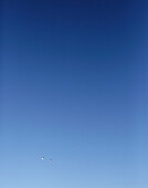Two gulls fly across clear blue sky in County Sligo Connacht Ireland
