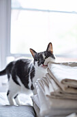 Pet cat rubbing its face on folded fabrics in Edwardian London flat, UK
