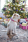 Dog sits in front of Christmas tree with presents in London home, UK