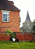Pony steht in ummauertem Feld in Syresham, Northamptonshire, UK