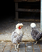 Hühner auf einem Bauernhof in Syresham, Northamptonshire, UK