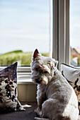 West Highland Terrier looking back from window in coastal Northumbrian home, UK
