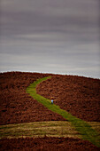 Woman on hillside at Offa's Dyke Path in Gladestry on the South Wales borders