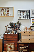 Framed insects above wooden drawers with a collection of feathers and shells in Gladestry on the South Wales borders
