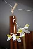 Two paper flowers hanging on peg with glue drying in Gladestry on South Wales borders