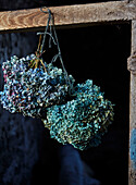 Dried blue hydrangeas hanging on string from beam in cabin in Radnorshire-Herefordshire border