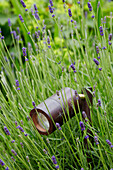 Garden light in lavender the Cotswolds, UK
