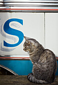 Tabby cat beside The Majestic bus near Hay-on-Wye, Wales, UK