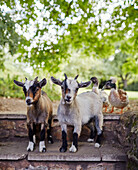 Two small goats and ducks on steps in Devon garden, UK