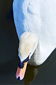 Swan's beak and head in Bedford, UK