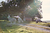 Lamas und Schafe grasen in der Landschaft von Yorkshire, UK