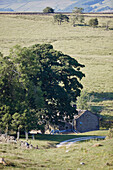 Alpaka grasen im Garten eines Bauernhauses in Yorkshire, UK