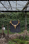 Gold painted antlers on blackboard with overgrown plants in Somerset greenhouse, UK