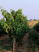 Grape vines in a vineyard