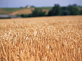 Fields of wheat ready for harvesting in the French countryside