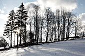 Trees in Polish winter landscape