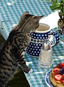 Curious cat looking into milk jug