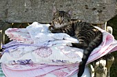 Tabby cat relaxing on stack of laundry