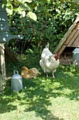 Rooster and hen in front of chicken coop