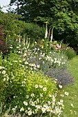 Cottage garden with flourishing flowers