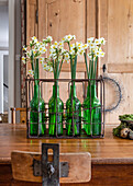 Daffodils in green bottles Woodbridge Suffolk UK