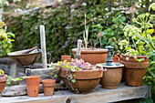 Vintage-Werkzeuge und Terrakotta-Töpfe im Garten in Brighton, East Sussex UK