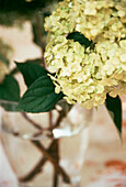 Detail of hydrangea in a glass vase