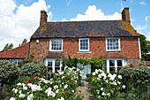 Cottage garden exterior with white flowering roses in Iden, Rye, East Sussex, UK