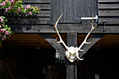 Antlers on farm building exterior in Iden, Rye, East Sussex, UK