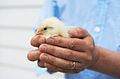 Man holds baby chick in his hands, Austerlitz, Columbia County, New York, United States