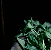 Freshly cut basil on a table top in a dark shed