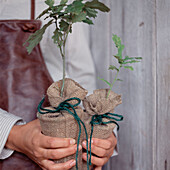 Detail of woman holding two young small potted oak trees wrapped in Hessian