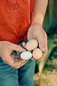 Man holding freshly laid hen eggs