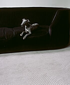 Grey puppy lying on a black sofa in a neutral coloured carpeted living room