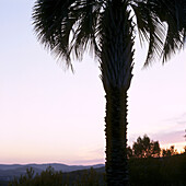 silhouette of palm tree at dusk