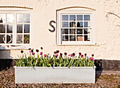 Flowering tulips in planter in front of windows of cream painted house, UK